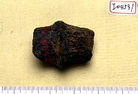 藏品(鹿角環)的圖片